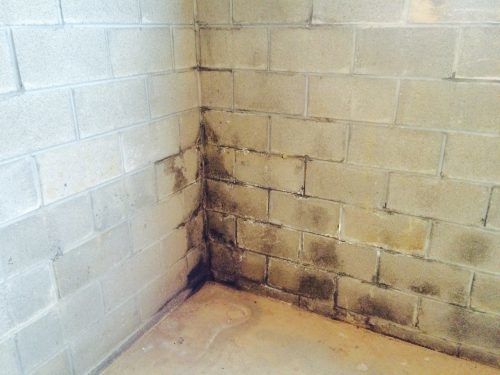 Foundation ResQ | Moldy Walls | Mold Remediation Services