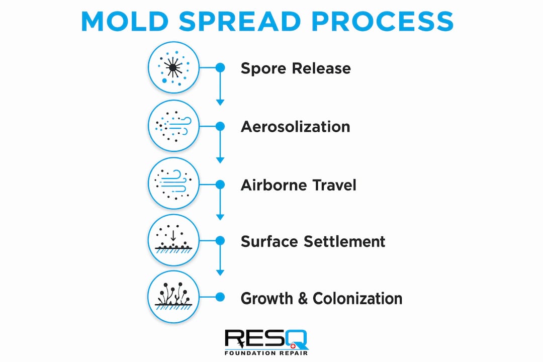 Infographic showing mold spread stages