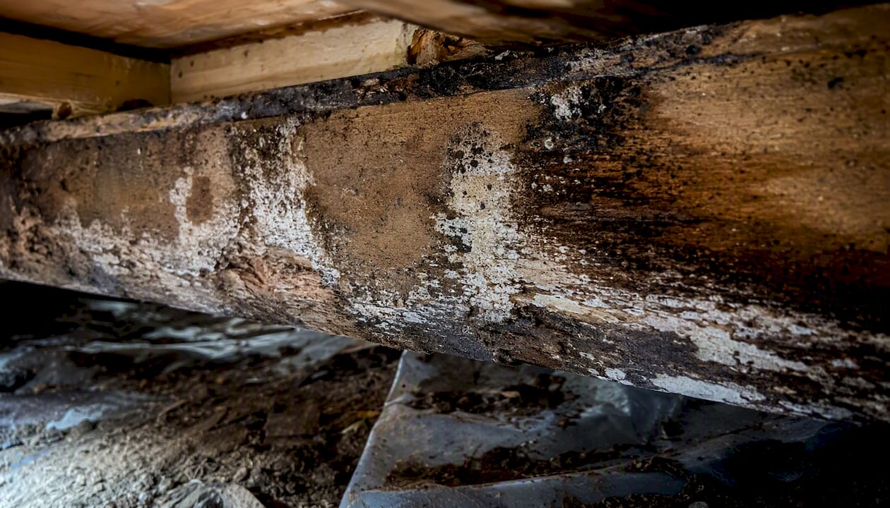 Decay on wood beam from crawl space moisture