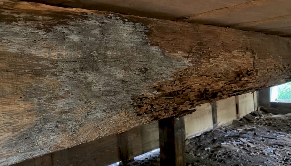 Close-up of mold and rot on wood in crawl space